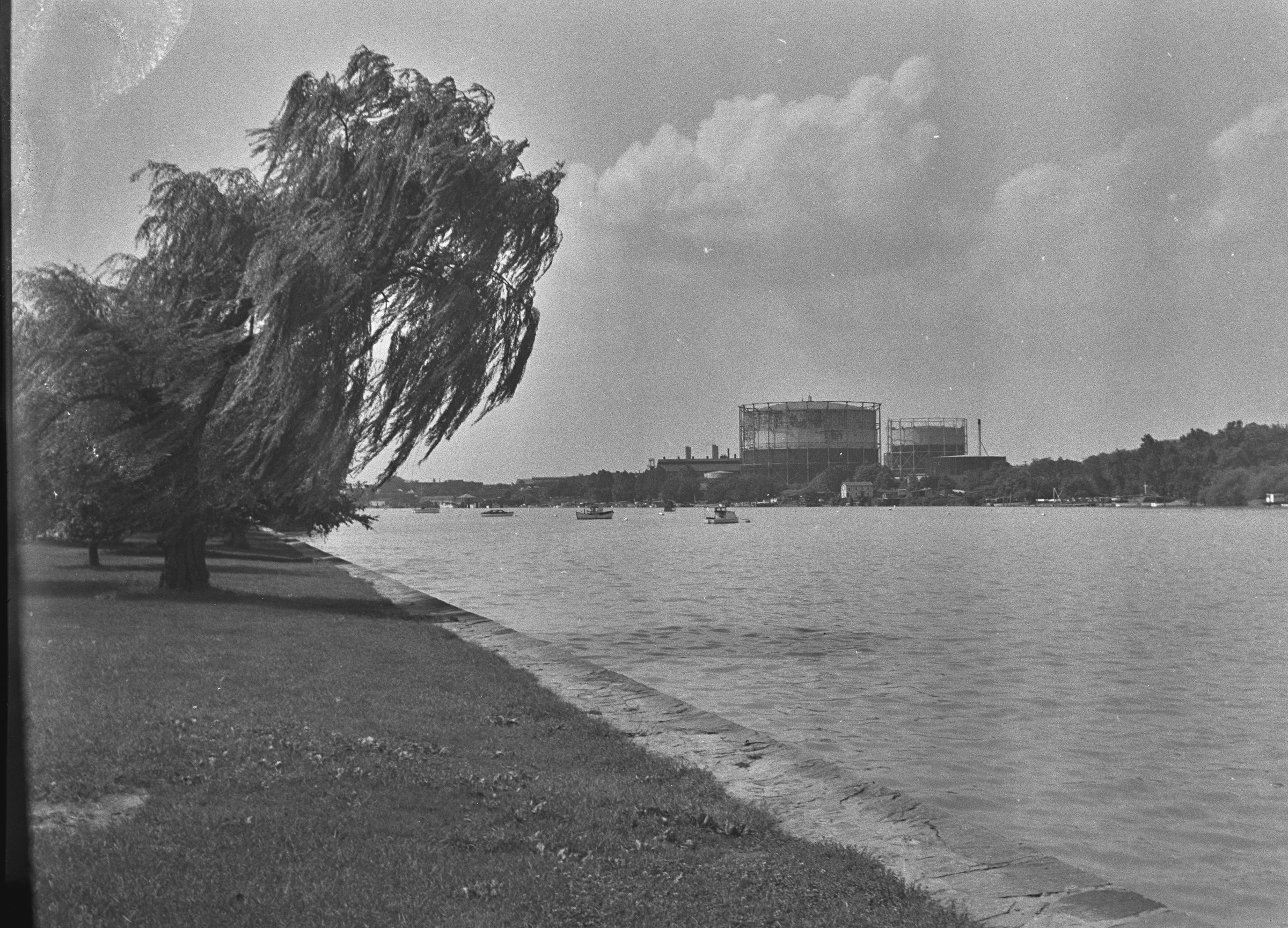 A willow leaning over the Anacostia shoreline in the early twentieth century.